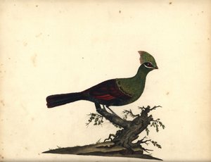 Guinea- oder Grüner Turako, Tauraco persa. Handkolorierte Kupferstichgravur einer Illustration von William Hayes aus Portraits of Rare and Curious Birds from the Menagery of Osterly Park von William Hayes