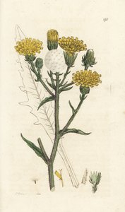 Habichtskraut-Ochsenzunge, Picris hieracioides. Handkolorierte Kupferstichgravur von James Sowerby aus James Smiths 