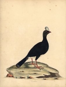 Hornhokko, Pauxi unicornis. Gefährdet. Handkolorierter Kupferstich von William Hayes aus Portraits of Rare and Curious Birds from the Menagery of Osterly Park
