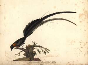 Langschwanz-Paradieswitwe, Vidua paradisaea, Männchen. Handkolorierte Kupferstichgravur einer Illustration von William Hayes aus Portraits of Rare and Curious Birds from the Menagery of Osterly Park von William Hayes