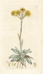 Berg-Greiskraut, Tephroseris integrifolia. Handkolorierter Kupferstich von James Sowerby aus James Smiths English Botany, London