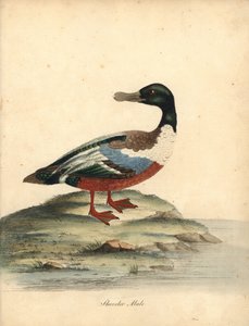 Löffelente, Anas clypeata, Männchen. Handkolorierter Kupferstich einer Illustration von William Hayes aus Portraits of Rare and Curious Birds from the Menagery of Osterly Park (London: Bulmer) von William Hayes
