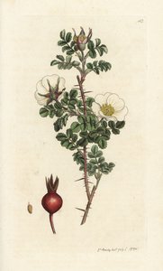 Rosa spinosissima. Handkolorierter Kupferstich von James Sowerby aus James Smiths English Botany, London