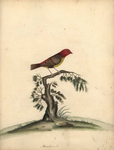 Tigerfink, Amandava amandava. Handkolorierter Kupferstich von William Hayes aus Portraits of Rare and Curious Birds from the Menagery of Osterly Park