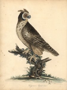 Kurzohreule, Asio flammeus. Handkolorierte Kupferstichgravur einer Illustration von William Hayes und seiner Tochter Matilda aus Portraits of Rare and Curious Birds from the Menagery of Osterly Park von William Hayes