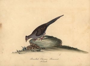 Silberfasan, Lophura nycthemera, Weibchen. Handkolorierter Kupferstich von Matilda Hayes aus William Hayes