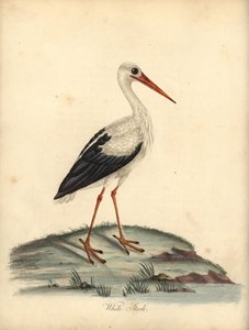 Weißstorch, Ciconia ciconia. Handkolorierte Kupferstichgravur einer Illustration von William Hayes und Matilda Hayes aus William Hayes