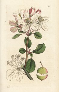 Wildapfel oder Holzapfel, Malus domestica