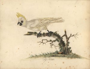 Gelbwangenkakadu, Cacatua sulphurea. Handkolorierte Kupferstichgravur einer Illustration von William Hayes aus Portraits of Rare and Curious Birds from the Menagery of Osterly Park von William Hayes