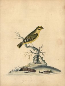 Gelbfink, Fringilla butyracea. Handkolorierte Kupferstichgravur einer Illustration von William Hayes aus Portraits of Rare and Curious Birds from the Menagery of Osterly Park