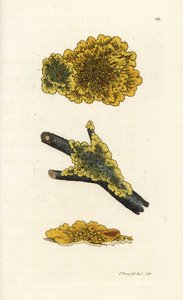 Gelbe Wandflechte, Lichen parietinus. Handkolorierte Kupferstichgravur von James Sowerby aus James Smiths 
