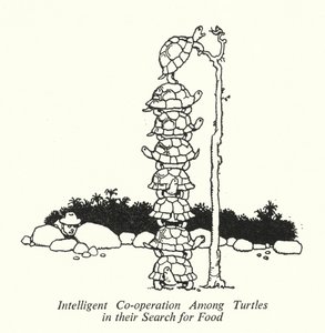 Intelligente Zusammenarbeit unter Schildkröten bei der Nahrungssuche