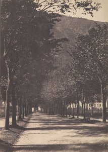 Allee von Bäumen, Pau, 1854