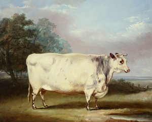Eine preisgekrönte Kuh, 1838 von William Henry Davis