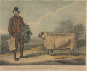 Ein South Down Widder; 3 Jahre alt, gezüchtet von Mr. Thomas Crisp, Gedgrave Hall, Suffolk, für den ein Preis von 30 Sovereigns auf dem Jahrestreffen der R.A.S. in Cambridge am 15. Juli 1840 verliehen wurde von William Henry Davis