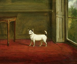 Porträt eines Jack Russell Terriers (in Regency-Interieur) 1814