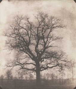 Eine Eiche im Winter, c.1892-93