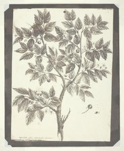 Kopie einer botanischen Gravur von "Celtis" von William Henry Fox Talbot