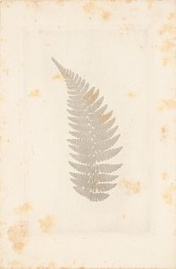 Farn von William Henry Fox Talbot