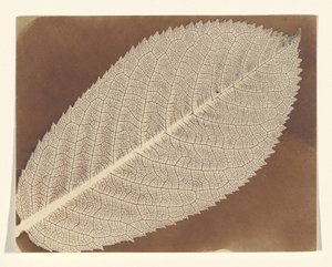 [Blatt] von William Henry Fox Talbot