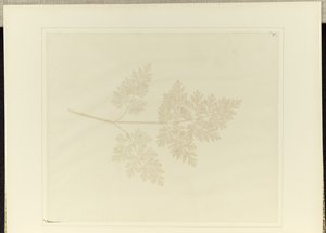 Blatt einer Pflanze von William Henry Fox Talbot