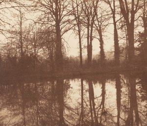 Winterbäume, reflektiert in einem Teich