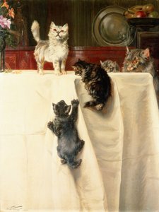 Katzen