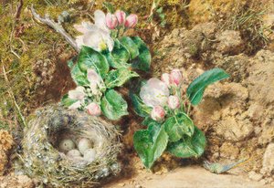 Vogelnest und Apfelblüte