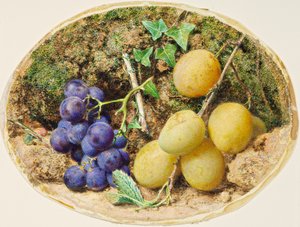 Goldene Tropfenpflaumen und schwarze Trauben, ca. 1860 von William Henry Hunt