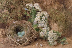 Maiblüte und ein Heckenbraunellenest von William Henry Hunt