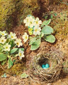 Primeln und Vogelnest mit drei blauen Eiern