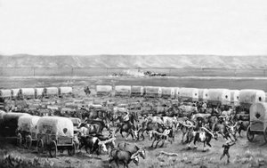 Ochsen werden in einem Corral von Planwagen von W. H. Jackson, Scotts Bluff, Nebraska, angespannt