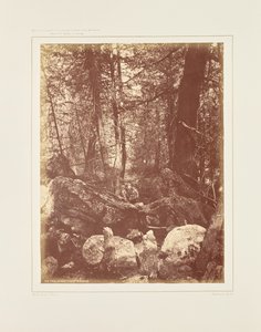 Der Pfad im Wald, Gallatin-Schlucht