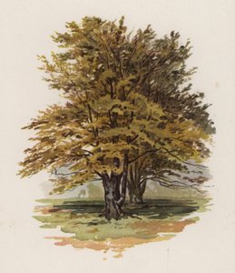 Bäume: Die Buche