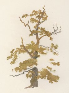 Bäume: Die Eiche