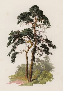 Bäume: Die Kiefer