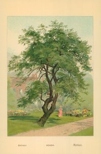 Akazie von William Henry James Boot