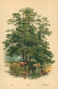 Erle von William Henry James Boot
