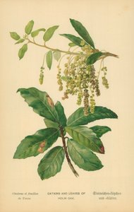 Kätzchen und Blätter der Steineiche von William Henry James Boot