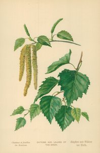 Kätzchen und Blätter der Birke von William Henry James Boot
