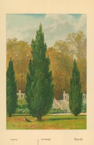 Zypresse von William Henry James Boot