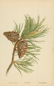 Tannenzapfen von William Henry James Boot