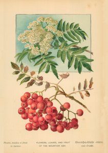 Blumen, Blätter und Früchte der Eberesche von William Henry James Boot
