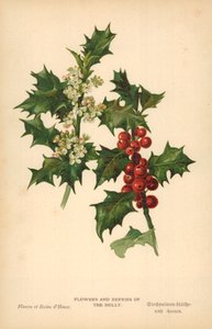 Blumen und Beeren der Stechpalme von William Henry James Boot