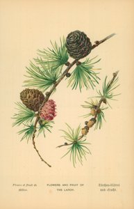 Blumen und Früchte der Lärche von William Henry James Boot