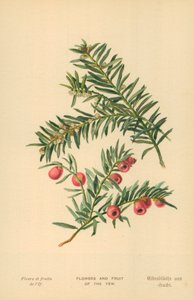 Blumen und Früchte der Eibe von William Henry James Boot