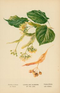Blätter und Blüten der Linde
