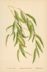 Blätter der Weide von William Henry James Boot