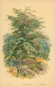 Eberesche von William Henry James Boot