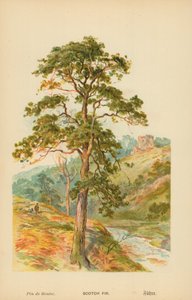 Schottische Kiefer von William Henry James Boot